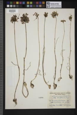 Allium paniculatum subsp. tenuiflorum image
