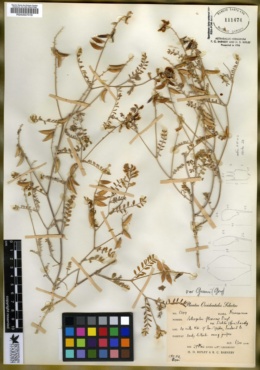 Astragalus flexuosus var. greenei image