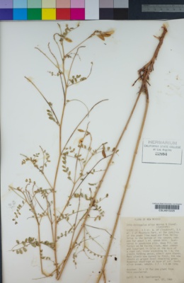 Image of Astragalus altus