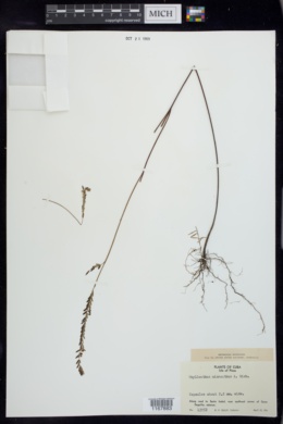 Phyllanthus micranthus image