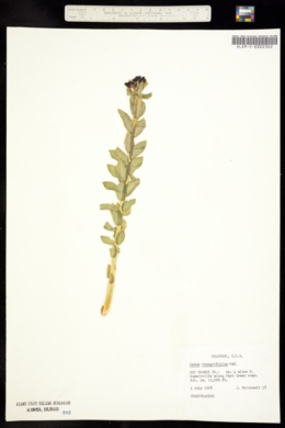 Image of Sedum integrifolium