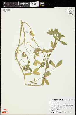Trifolium alexandrinum image