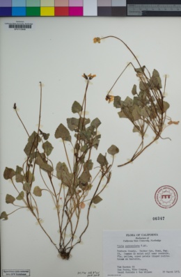 Viola pedunculata image