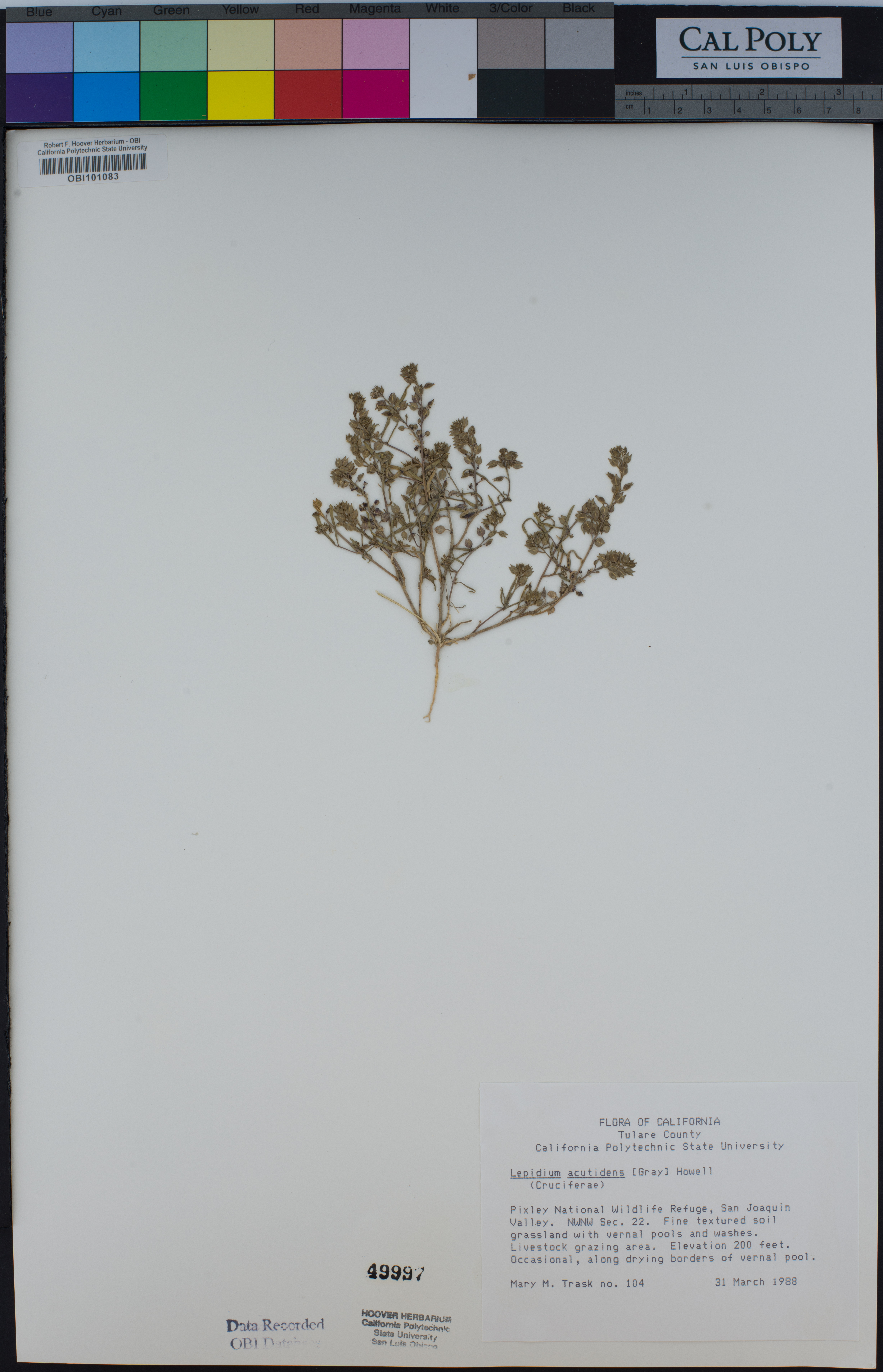 Image of Lepidium acutidens