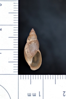 Image of Stagnicola elodes
