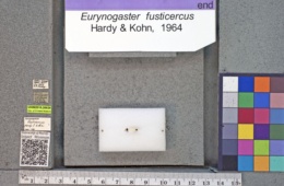 Image of Eurynogaster fusticercus