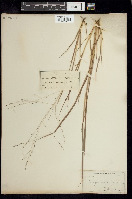 Image of Eragrostis campestris