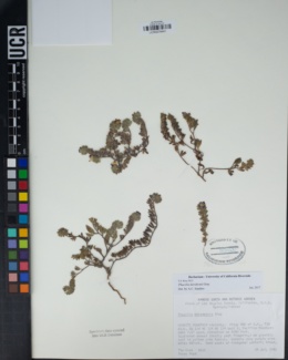 Phacelia davidsonii image