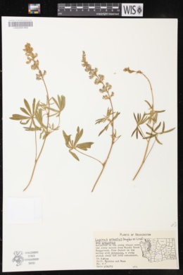 Lupinus arbustus subsp. arbustus image