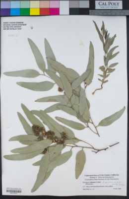 Eucalyptus microtheca image