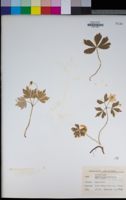 Image of Anemone quinquefolia