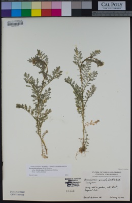 Descurainia pinnata subsp. brachycarpa image