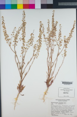 Thysanocarpus curvipes subsp. eradiatus image