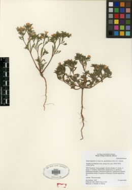 Nama hispida var. spathulata image