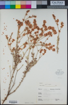 Eriogonum wrightii image