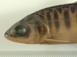Oncorhynchus tshawytscha image
