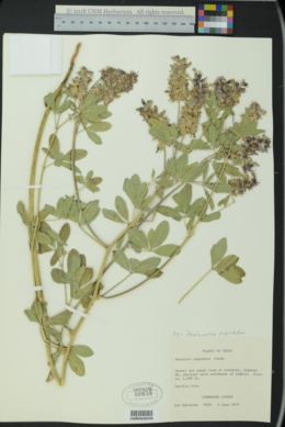 Image of Pediomelum cuspidatum