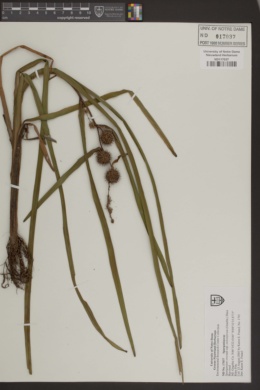 Sparganium erectum subsp. stoloniferum image