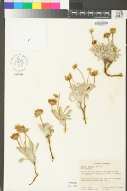 Hulsea vestita subsp. vestita image