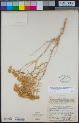 Chrysothamnus viscidiflorus image