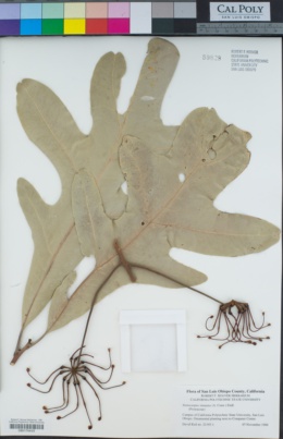 Image of Stenocarpus sinuatus