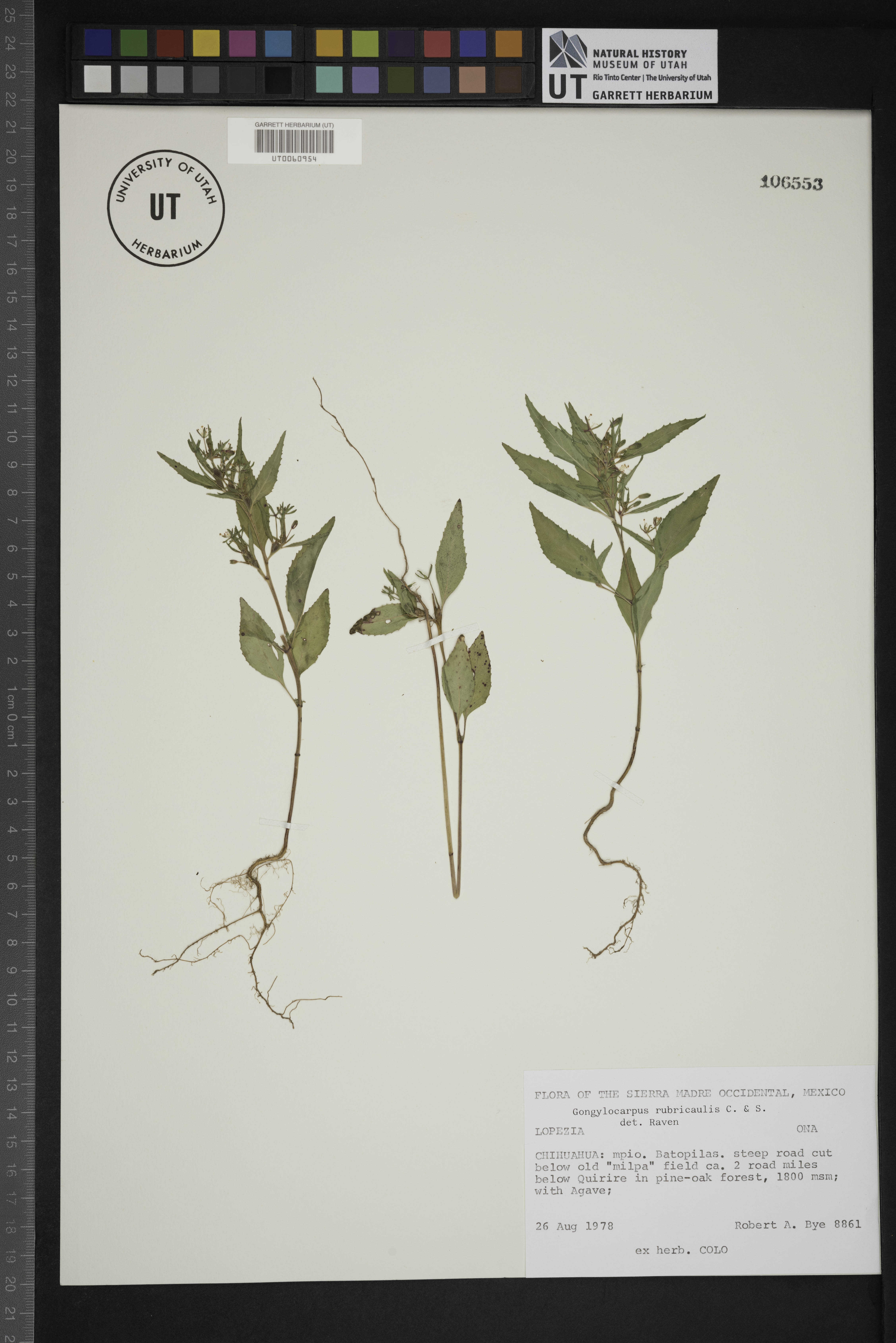 Gongylocarpus rubricaulis image