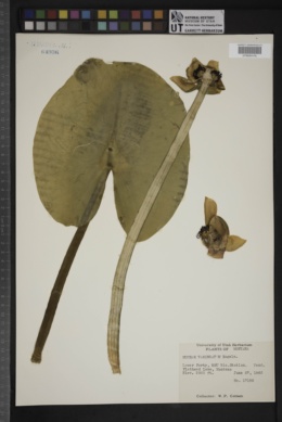 Image of Nuphar variegatum