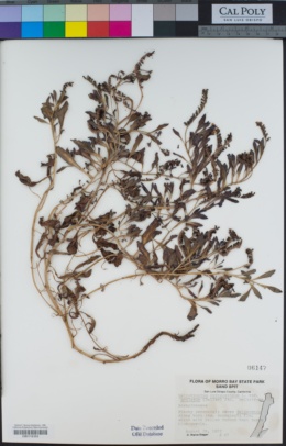 Heliotropium curassavicum image