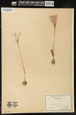 Crocus reticulatus image