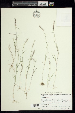 Aegopogon tenellus image