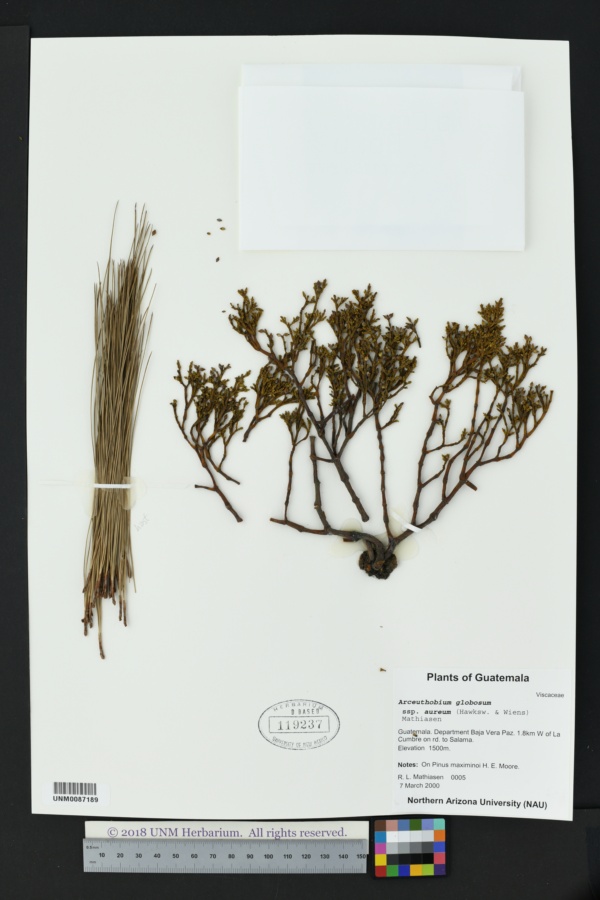 Arceuthobium globosum subsp. aureum image