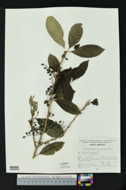 Achatocarpus nigricans image