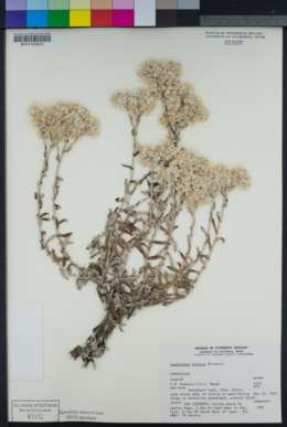 Xerochrysum bracteatum image