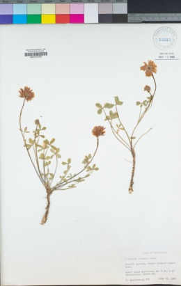 Trifolium lemmonii image