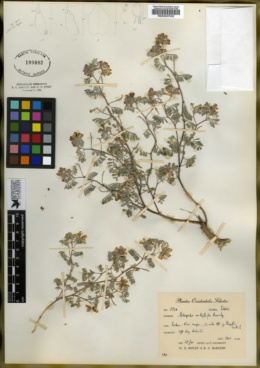 Astragalus amblytropis image