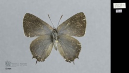 Callophrys spinetorum image