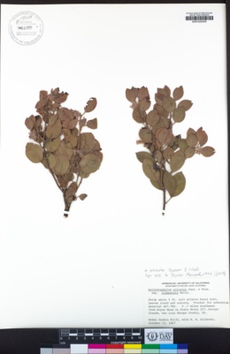 Arctostaphylos pilosula image