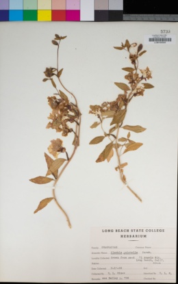 Clarkia pulchella image