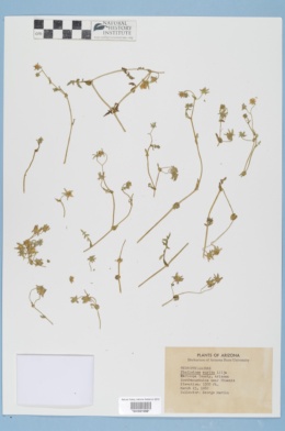 Image of Pholistoma aurita