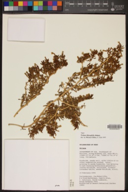 Nolana thinophila image