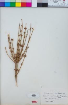 Ephedra californica image