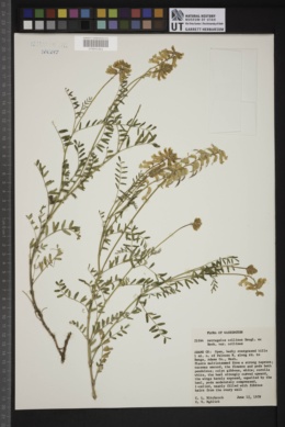 Astragalus collinus var. collinus image