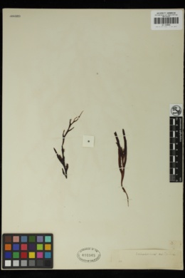 Seirococcus axillaris image