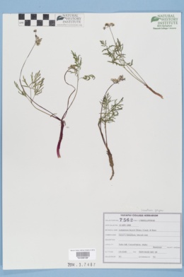 Image of Lomatium geyeri