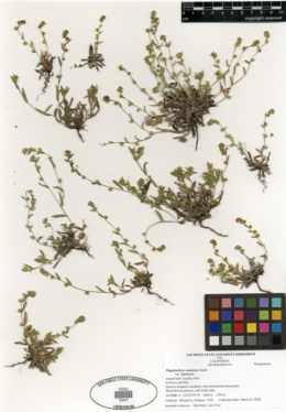 Plagiobothrys canescens var. canescens image