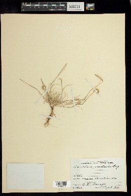 Chondrosum simplex image