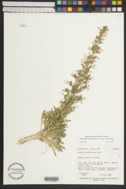 Aliciella stenothyrsa image
