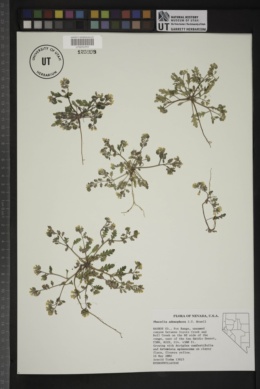 Phacelia adenophora image