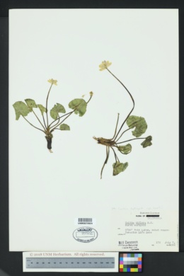 Caltha leptosepala subsp. howellii image