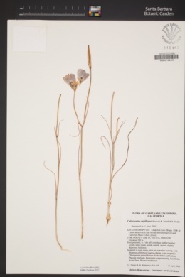 Calochortus argillosus image